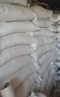 گندم بذری آزادگان