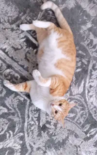 گربه گمشده