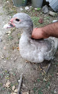 اردک نقره آیی