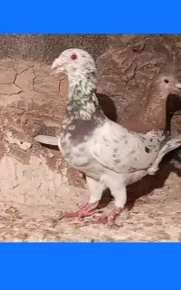 کبوتر