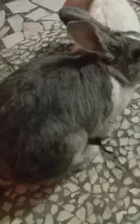 خرگوش