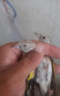 جوجه سهره نر