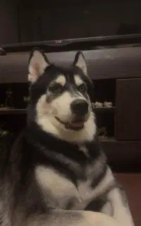 سگ گمشده