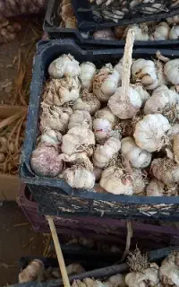 خرید فروش سیر ضایعات خندان و زیر سورتینگ