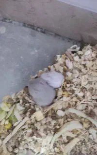 موش و خرگوش