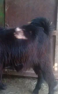 فروش ۸راس کهره نر