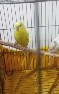 یک جفت مرغ عشق سرحال