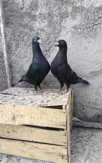 نر ماده جفتگاه