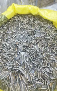 تخمه آفتابگردان درجه 1