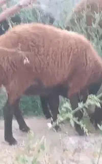 شیشک  درجه یک