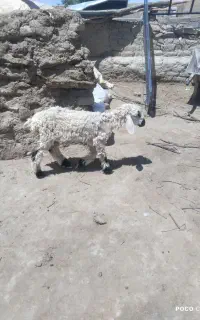 میش با بره نر