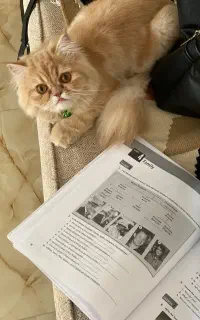 گربه نر آمده جفت گیری