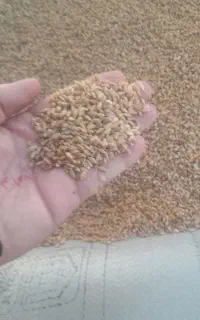 گندم بذری