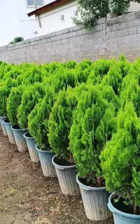 اجرای طراحی فضای سبز کاشت گل باغبانی فروش گل