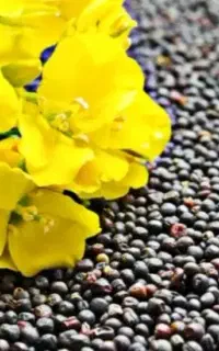 کلزا می‌کاری عملکرد مزرعه‌ات رو افزایش بده