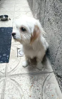 سگ پیدا شده