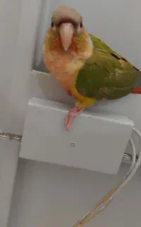 پرنده گرینچیک گمشده