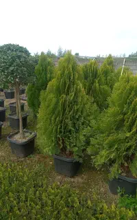 فوتونیا پایه دار