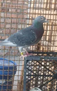 یه جفت پلاکی نروماده هردو توسایت هستن