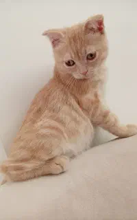 بچه گربه بریتیش