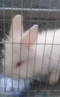 خرگوش چشم رنگی