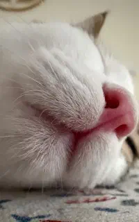 واگذاری دو گربه نر و ماده