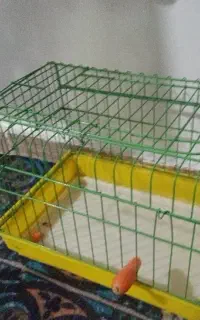 خرگوش سفید چشم قرمزی