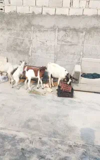 دو عدد بر کهر دار با سه عدد بزه ابستن