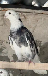 کفتر پرشی شمرونی