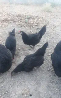 فروش مرغ جهادی