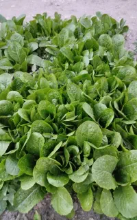 فروش تولکی،