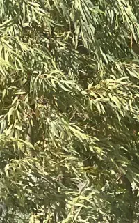 فروش  استثنایی نهال بید سفید