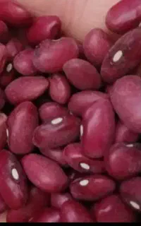 لوبیا