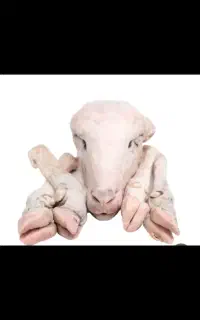 تمیز کردن کله پاچه بهداشتی و ارزان