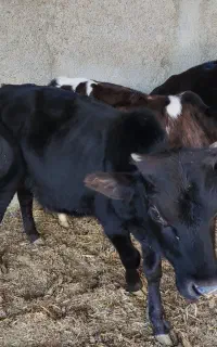 ۱۳ راس گوساله نر گیلک و گیلدورگ جنس