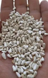 دانه کافشه