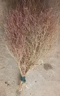 جارو کردی