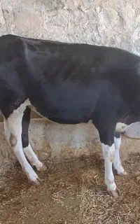 فروش گوساله ماده