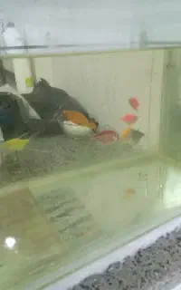 کالر ویدو دونه ای 50 فقط