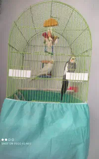 عروس هلندی