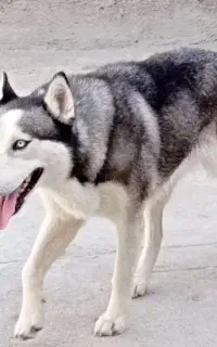 سگ هاسکی 7ماهه