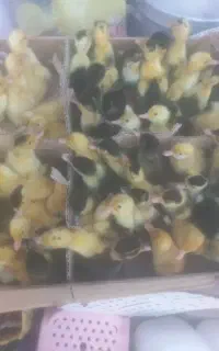 جوجه اردک پکنی