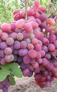 فر‌وش انواع نهال به صورت عمده و خرده