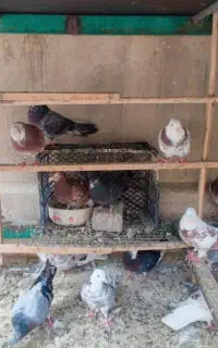 کفتر کبوتر پا جفتی تعدادی نر مایه گنجه و لوازم