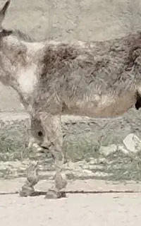 دو راس کره الاغ نر هنوز سواری نشدن