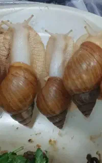 حلزون کلاژن ساز