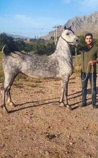 اسب مادیان