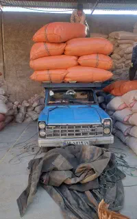 کاه گندم کرمانشاه مال امسال