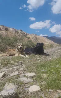 سگ گله آدمی جونوری ب شرط