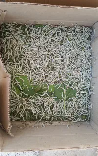 فروش کرم ابریشم در مراحل پایانی دادن پیله